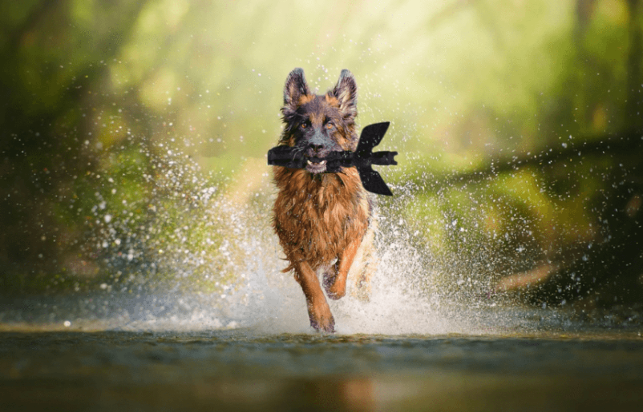 Totem Pets product design